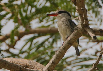 Striped Kingfisher (Halcyon chelicuti)