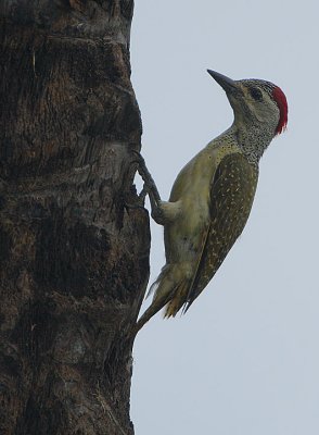 Fine-spotted Woodpecker (Campethera punctuligera) Female