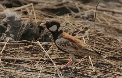Chestnut-backed Sparrow-Lark (Eremopterix leucotis)