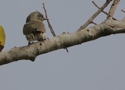 Klaas's Cuckoo (Chrysococcyx klaas)