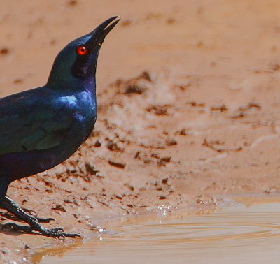 Greater Blue-eared Glossy Starling (Lamprotornis chalybaeus)