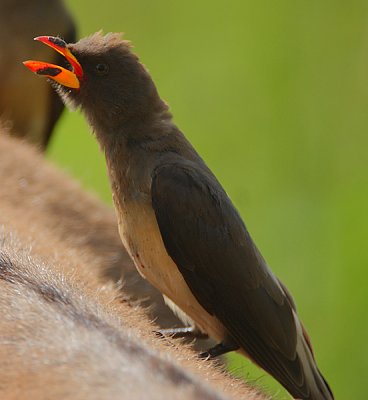 Yellow-billed Oxpecker (Buphagus africanus)