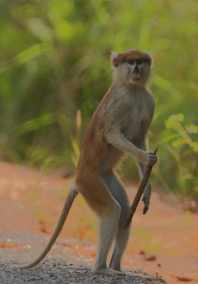 Patas Monkey (Erythrocebus patas)