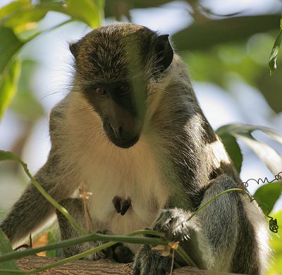 Green Monkey (Chlorocebus sabaeus),