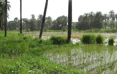 Kotu Rice Fields