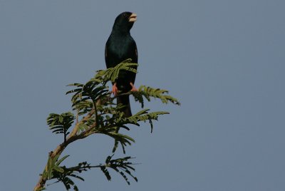 Village Indigobird (Vidua chalybeata) male