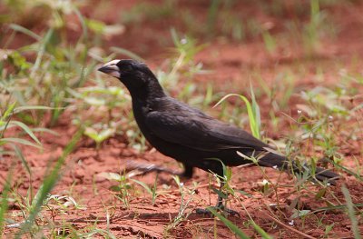 White-billed Buffalo-Weaver (Bubalornis albirostris)