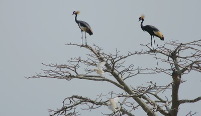 Black Crowned Cranes