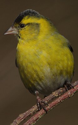 Siskin (Carduelis spinus)