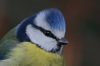 Blue Tit (Cyanistes caeruleus)