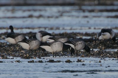 Pale-bellied Brent Geese (Branta bernicla hrota)