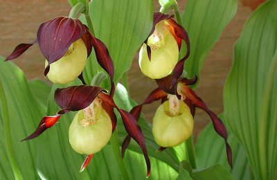 Lady's slipper Orchid (Cypripedium calceolus)