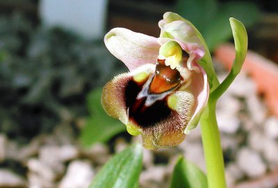 Sawfly Orchid (Ophrys tenthredinifera)