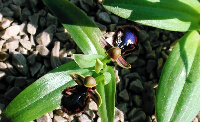 Ophrys speculum