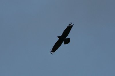 Raven  at dusk