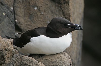 Razorbill (Alca torda)