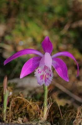 Pleione sp??