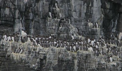 Seabird cliffs
