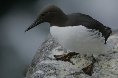 Common Guillemot (Uria aalge)