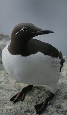 Spectacled Common Guillemot (Uria aalge)