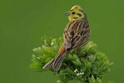 Yellowhammer (Emberiza citrinella)