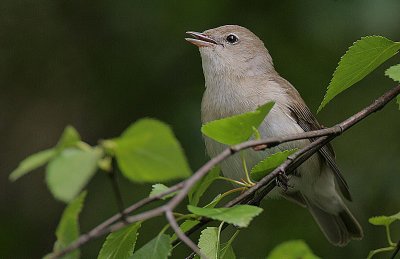 Garden Warbler (Sylvia borin)