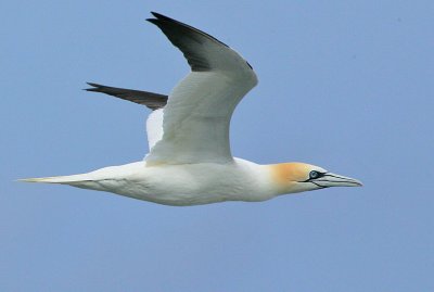 Pelicaniformes