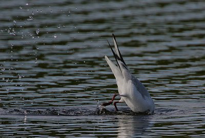 Black-headed Gull (Larus ridibundus)  plunge-diving