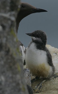 Common Guillemot (Uria aalge) chick