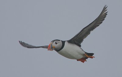 Atlantic Puffin (Fratercula arctica)