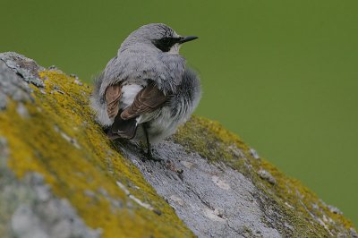 Northern Wheatear 