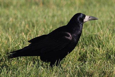 Rook (Corvus frugilegus)