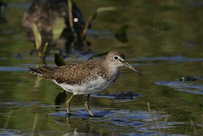 Green Sandpiper (Tringa ochropus)