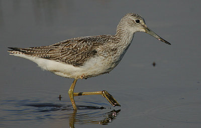 Common Greenshank ( Tringa nebularia)