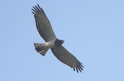 Beaudouins Snake Eagle ( Circaetus beaudouini)