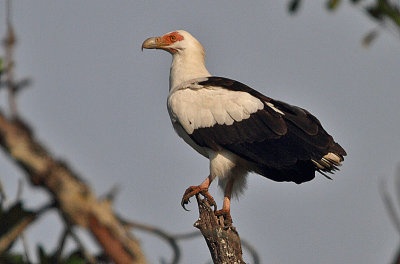 Palm-nut Vulture (Gypohierax angolensis)