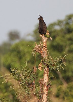 Long-crested Eagle (Lophaetus occipitalis)