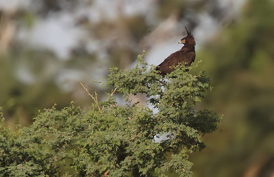 Long-crested Eagle (Lophaetus occipitalis)