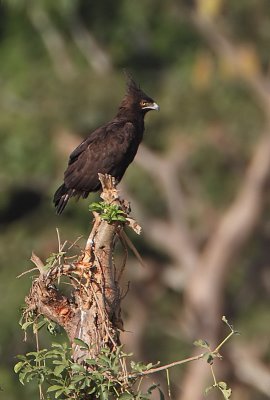 Long-crested Eagle (Lophaetus occipitalis)