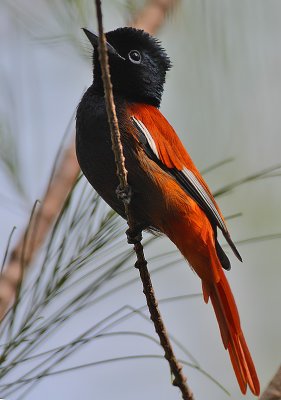 African Paradise Flycatcher (Terpsiphone viridis) subadult male