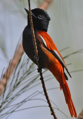 African Paradise Flycatcher (Terpsiphone viridis) subadult male