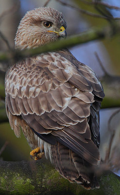 Buzzard (Buteo buteo)