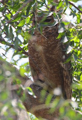 Greyish Eagle Owl (Bubo cinerascens) female
