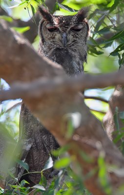 Greyish Eagle Owl (Bubo cinerascens) male