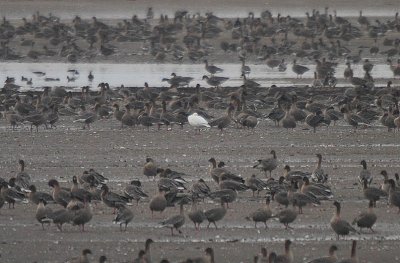 White phase Snow Goose