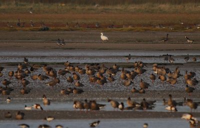 White phase Snow Goose