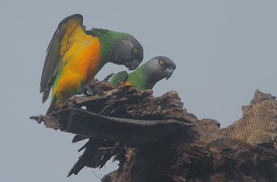 Senegal Parrots (Poicephalus senegalus)