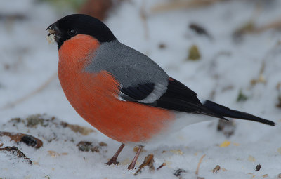 Eurasian Bullfinch (Pyrrhula pyrrhula) male