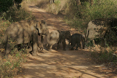 A family group crosses the trail in front of us.