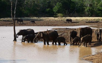 A family group comes to the waterhole to drink & relax.